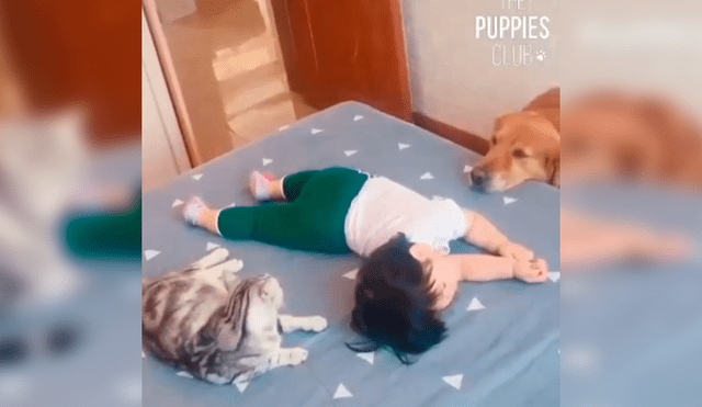 En Facebook, una madre quiso que sus mascotas cuiden por unos minutos a su hija y se llevó tremenda sorpresa.