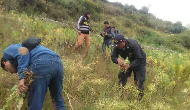 Policía Antidrogas descubre más de mil plantones de amapola en Áncash