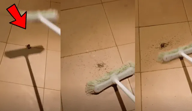 YouTube viral: encuentra araña con miles de sus crías, la mata y ocurre esto [VIDEO]