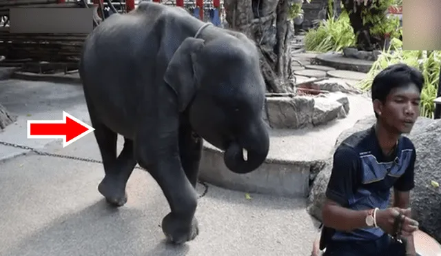 Facebook viral: elefante bebé “Dumbo” es obligado a bailar en circo y su aspecto es desgarrador [VIDEO] 