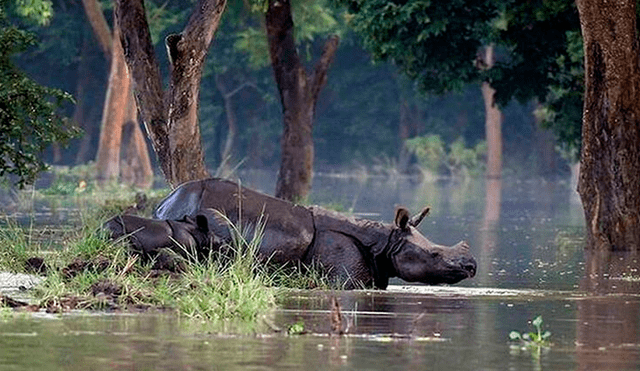 Rinocerontes en peligro de extinción mueren por inundaciones en India