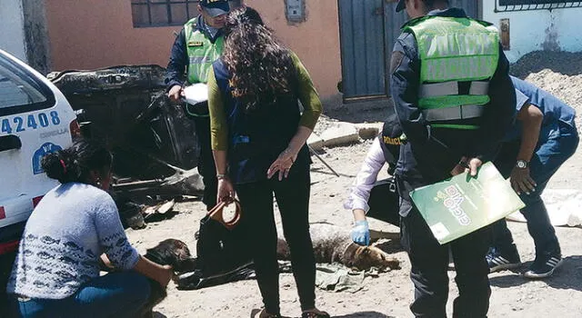 Desquiciado mata a balazos perros en Tacna y podría ir a la cárcel
