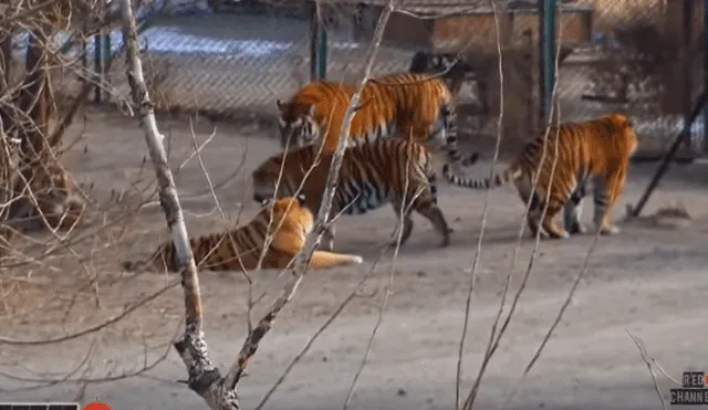 Desliza hacia la izquierda para ver al enorme tigre que se ha vuelto viral en Facebook.