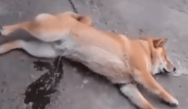 Facebook: perro tiene pesadillas mientras duerme y sufre un bochornoso incidente [VIDEO]