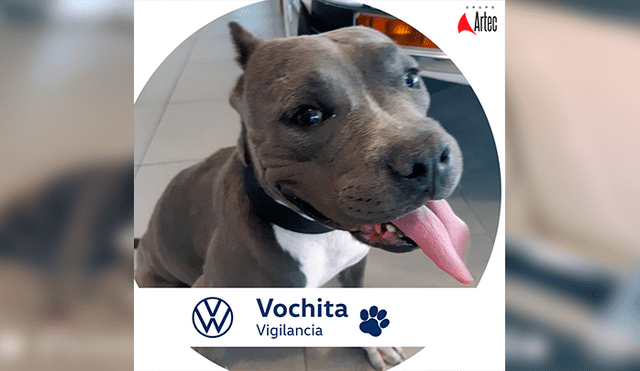 Desliza las imágenes para conocer la historia de Vochita, una perrita adoptada por una empresa de autos. Foto: Captura.
