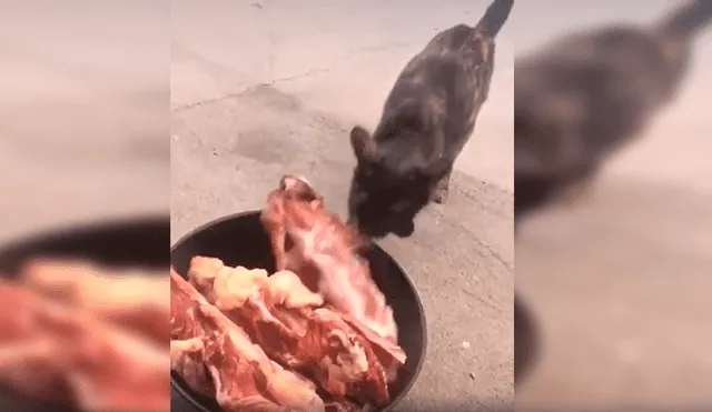 En YouTube, un osado gato agarró un enorme trozo de carne para comerlo; sin embargo, sus compañeros se lo impidieron.