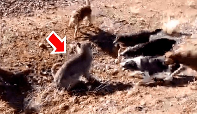 Perros salvajes intimidan a hambriento puma y este tiene violenta reacción [VIDEO] 