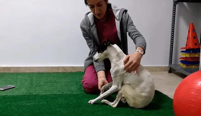 YouTube viral: Perro queda tetrapléjico, lo operan y vuelve a caminar gracias a terapia [VIDEO]