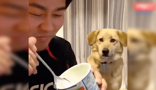 Facebook viral: perro orgulloso se muere de hambre, pero prefiere no pedirle comida a su dueño [VIDEO]