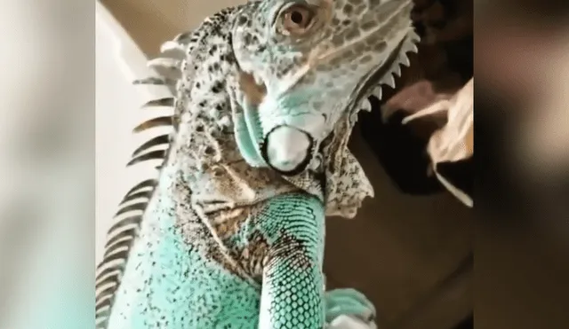 Facebook viral: chica le enseña a su iguana cómo ir al baño y su mascota hace lo impensado [VIDEO]
