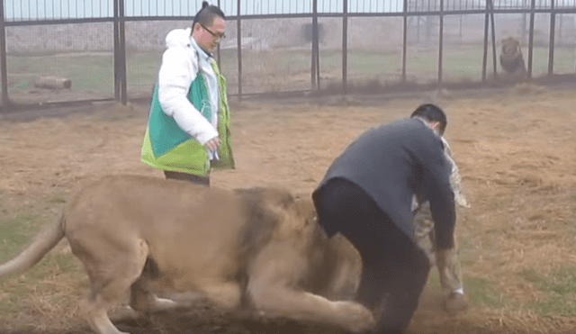 YouTube viral: jóvenes querían tomarse foto con leones, pero depredadores intentan atacarlos [VIDEO]