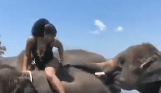 Facebook viral: juguetón elefante coge a 'trompazos' a señorita en safari y ocurre lo peor [VIDEO] 