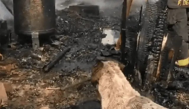 El perro se acercó al lugar donde trabajaban los bomberos para apagar las llamas que consumieron su refugio. (Foto: Twitter)