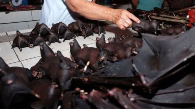 Los murciélagos se consumen enteros en un guiso local. Fuente: AFP / Getty Images.