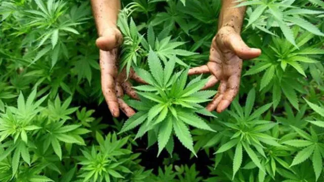 Corte de México extiende plazo de debate sobre regulación del cannabis hasta diciembre
