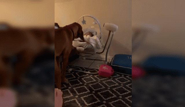 Video es viral en YouTube. La mujer se percató de la tierna escena entre su macota y su bebé recién nacido y no dudó en grabarla para compartirla en redes