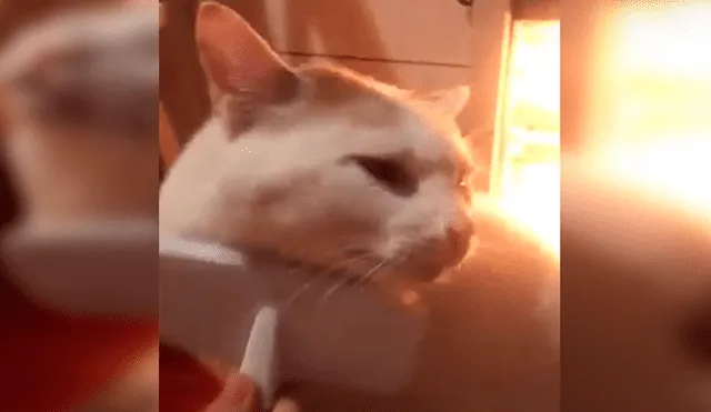 Facebook viral: pequeño gato tiene curiosa reacción cuando su dueña deja de 'peinarlo' [VIDEO]