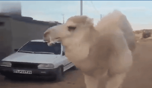 Hombre y camello protagonizan hilarante ‘persecución’ que termina de manera inesperada [VIDEO]