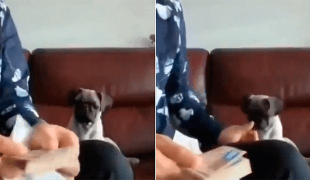 YouTube Viral: perro ayuda a su dueño a contar el dinero por una increíble razón [VIDEO]