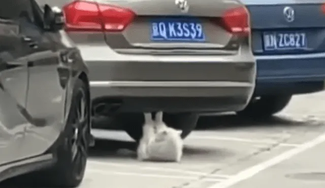 Facebook: Tierno gato 'gordito' usa un carro para hacer abdominales [VIDEO]