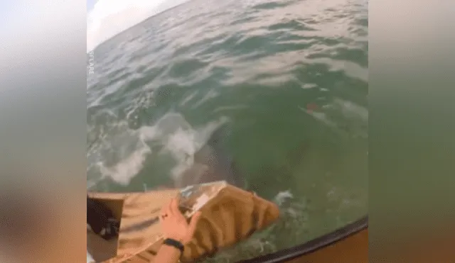 Un grupo de pescadores grabaron en un video viral de Facebook el brutal ataque que sufrieron de un tiburón que emergió del mar para convertirlos en su presa.