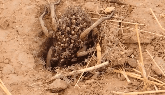 Un video viral registró el momento en que una araña hembra cargó a sus crías para cazar.