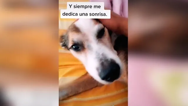 Desliza las imágenes para ver la emotiva escena entre este joven y su amado perro sordo. Foto: TikTok/Sergio Gallardo