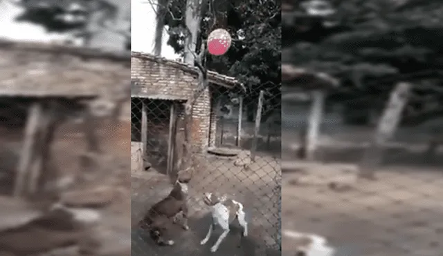 Facebook Viral: Feroces perros cambian de ánimo cuando dueño les arroja un globo [VIDEO]