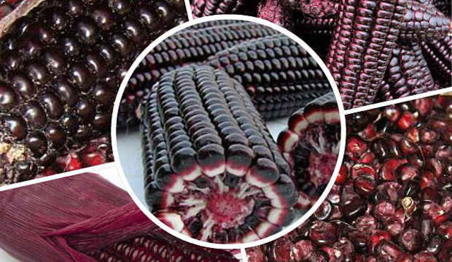 El Instituto de Innovación Agraria investiga propiedades medicinales del pigmento de maíz morado