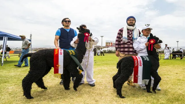 Alpaca Fiesta 2018: la fibra ancestral que impacta al mundo