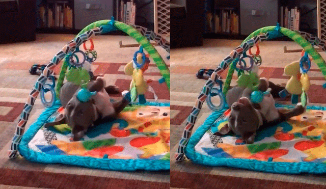 Facebook: perro pitbull adoptado es descubierto jugando como un bebé cuando se siente solo [VIDEO]