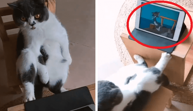 Vía Facebook: gato fanático de "Tom y Jerry" tiene curiosa forma para ver su serie [VIDEO] 