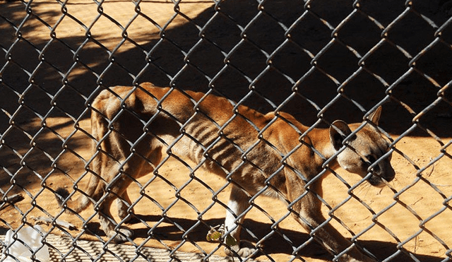 Venezuela: Sacrifican animales en zoológico para alimentar a otros 