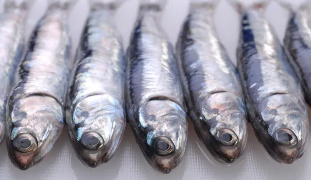 Produce: Avance de primera temporada de pesca de anchoveta registró 813 mil 306 toneladas
