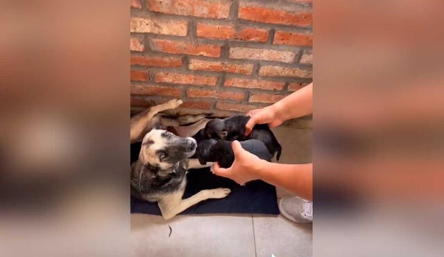 Desliza las imágenes para ver la emotiva escena que protagonizó esta perrita junto a sus crías. Fotocaptura: Jefferson Ortiz/Tiktok