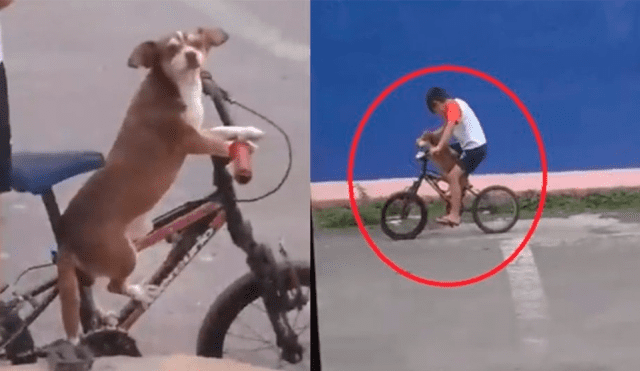 Perrito sale de paseo con su dueño en bicicleta y reacción enternece en redes [VIDEO]