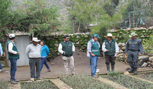 Arequipa: Plantaron 2000 queñales para mejorar la calidad de vida de varias comunidades