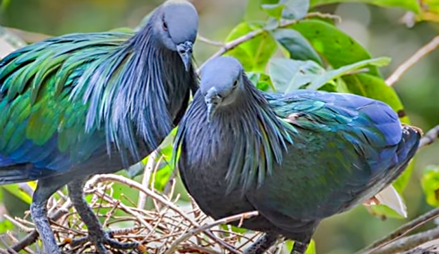 YouTube viral: conoce las siete palomas más extrañas del mundo