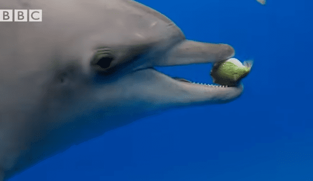 Unos delfines descubrieron el efecto narcótico que produce un venenoso pez globo y empezaron a jugar con él a ‘atraparlo’. Foto: BBC