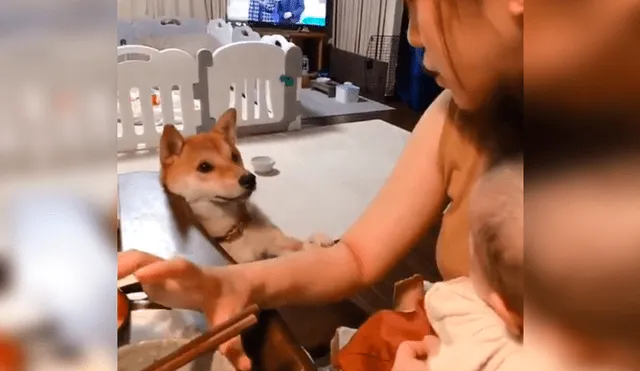 Vía YouTube. Mujer intentaba darle de comer a su bebé, pero su mascota se lo impedía con un peculiar comportamiento para buscar su atención