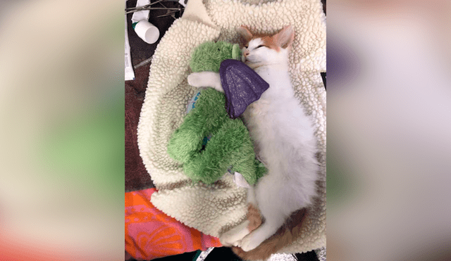 Desliza las imágenes para conocer la conmovedora historia de un gato bebé que visitó al veterinario con su peluche. Foto: Captura.