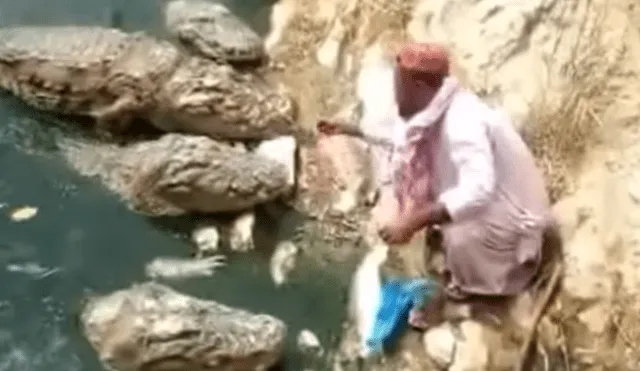 YouTube viral: graban a hombre ingresando a lago de cocodrilos para "alimentarlos” [VIDEO]