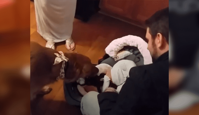 En Facebook, un perro se mostró emocionado al percatarse de la presencia de un bebé recién nacido.