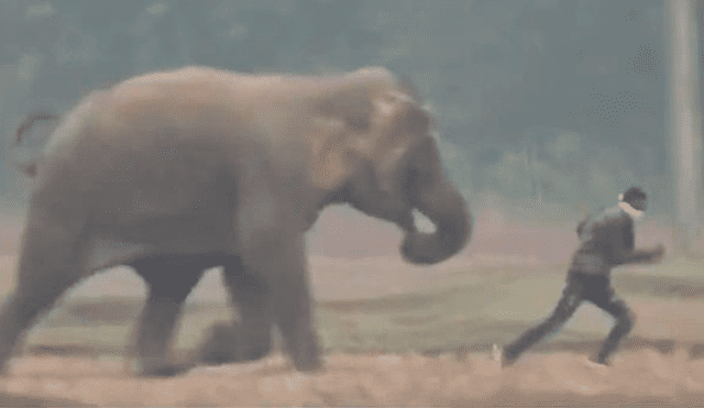 Elefante casi aplasta a un turista que se acercó para tomarse una selfie [VIDEO]