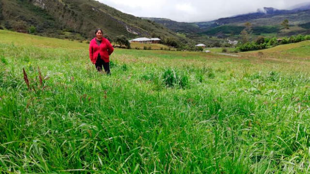 Mejorarán pastizales en Cajamarca