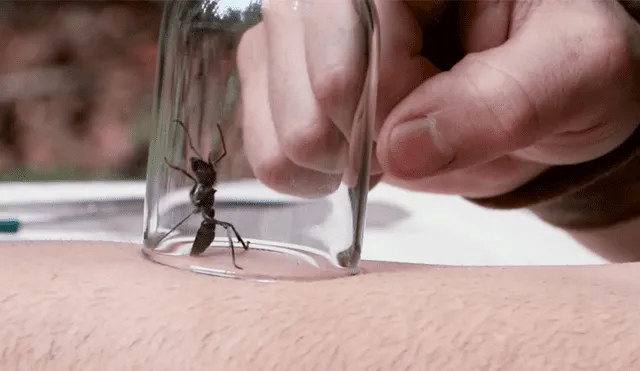Un video muestra al famoso 'Coyote' Peterson siendo picado por una gigantesca hormiga bala.