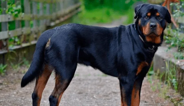 Cámara registra el brutal ataque que sufrió un hombre de un perro Rottweiller en plena vía pública [VIDEO]