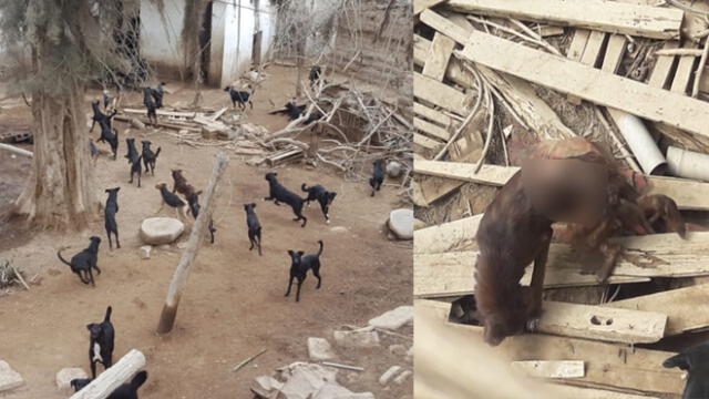 Más de 40 perros hacinados en una vivienda de Tacna causan molestias a vecinos [VIDEO]