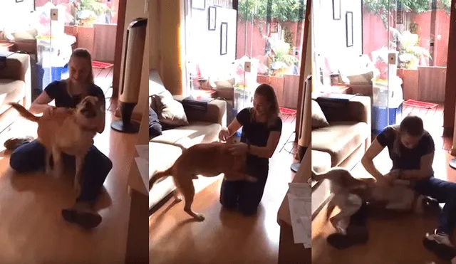 YouTube viral: Perro se vuelve 'loco' de la emoción al ver a su dueña después tres años [VIDEO]