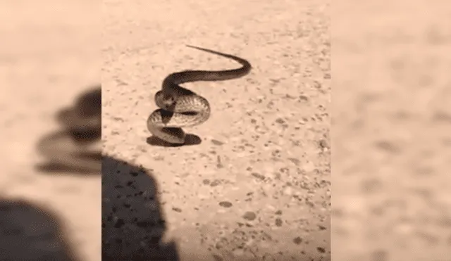 El hombre interactuó con la serpiente por más de un minuto mientras explicaba la razón por la que suelen atacar a los humanos